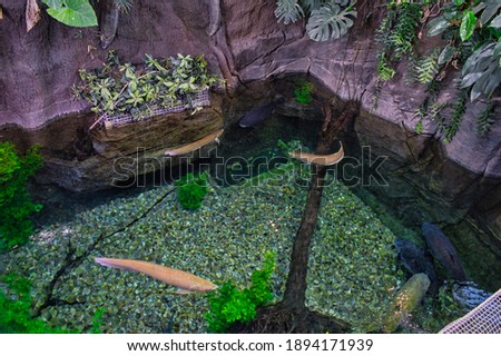 A small artificial pool with fish swimming