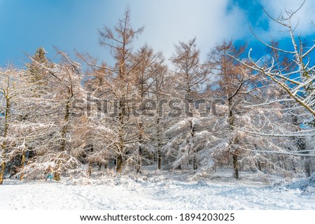 Beautiful snowy forest in the month of January in the Artikutza natural park in Oiartzun near San Sebastián, Gipuzkoa, Basque Country. Spain