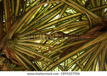 The yellow-green leaves of the Pandanus tectorius in the tropical garden. 