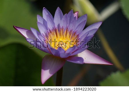 a picture of purple lotus in a pond. 