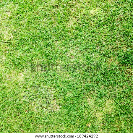 Green grass texture background  