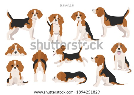 Beagle infographic. Different posescoat colors. Beagle puppy.  Vector illustration