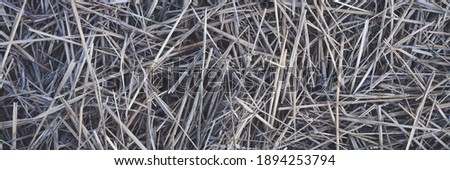 Mowed dry grass. The texture of dried straw. Wide panoramic background for design.