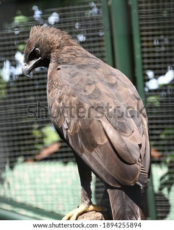 The changeable hawk eagle or crested hawk eagle, Nisaetus cirrhatus is a large bird of prey species of the family Accipitridae.