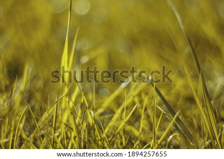 Trendy Color of the year 2021 Illuminating yellow. Juicy and bright green grass.Close up. Green grass background. The texture of the grass