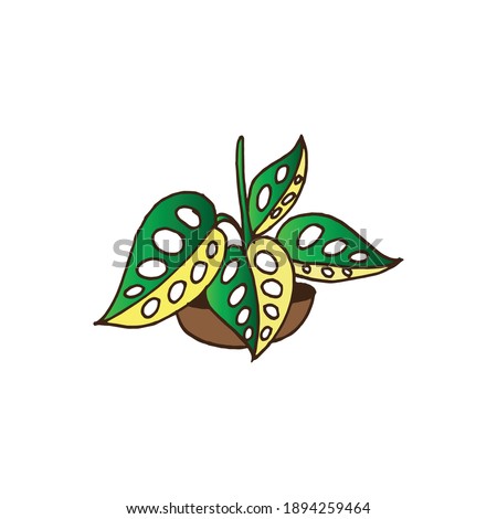 houseplant icon on white background. green leaves, beautiful plant. famous plant, hand drawn vector. doodle for wallpaper, cover, poster, banner, logo, sticker, clipart, advertising. 