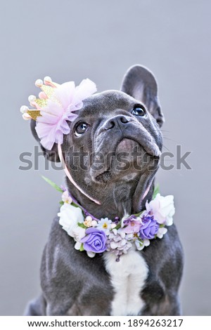 Blue coated French Bulldog dog wearing a golden and pink crown and flower collar while looking up in front of gray background