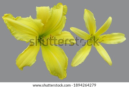 Two yellow bright graceful lily isolated on a background ultimate gray.
