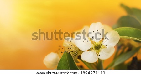 Blooming pear branch on a yellow background. Layout of a spring greeting card. Bright sunny illuminated horizontal banner. The concept of flowering, spring heat, macrophotography of flowers.Copy space