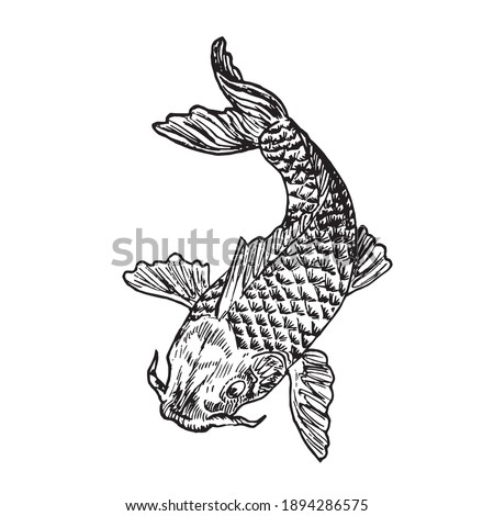 Carp fish, hand drawn doodle black ink drawing, woodcut style