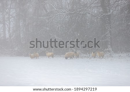 Wild sheep trying to shelter on a foggy day in the woods and stay warm during a snow storm in Winter in the south of the Netherlands