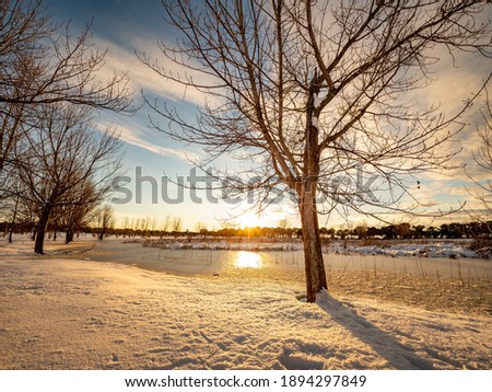 
snowy winter landscape with tree
