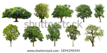 Collection of   trees  Isolated  on white background,   Exotic tropical tree for design. Royalty-Free Stock Photo #1894298344