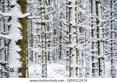 A magnificent shot of thin tree trunks fully covered in snowy  Perfect for winter wallpaper