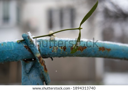 a branch of mistletoe on a metal handrail of an old fence