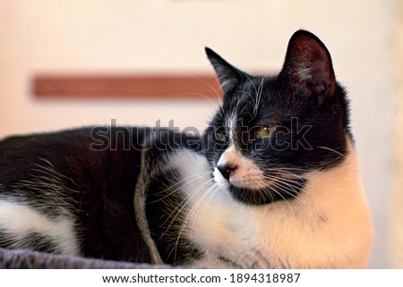 A selective focus shot of a cute black and withe cat indoors