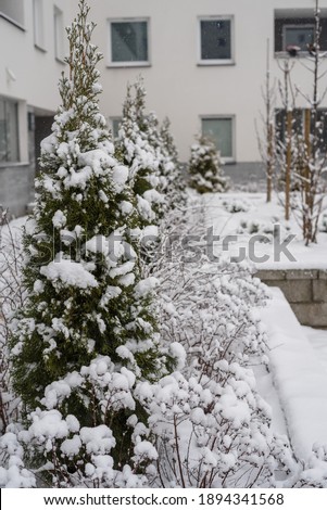 thuja, trees, shrubs, branches in the snow. Beautiful winter photo, close-up.