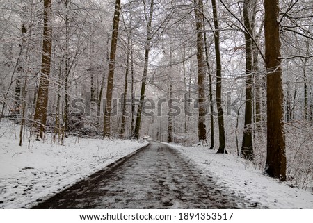 Forest path in Iserlohn Sauerland Germany on a frosty january day after heavy snowfall. Winter Wonderland with snow covered Beech and Oak trees, trunks and branches.