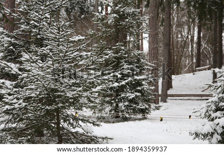 Young Christmas tree in forest. Winter Snow Covering Evergreen Spruce, Pine Tree. Woods Forest Landscape in white Winter day. Walking in cold weather. Frozen