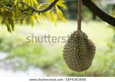 Fresh Thai durian on the tree. Home gardening picture. King of Thai fruits. Stinky fruit. Durian Monthong.