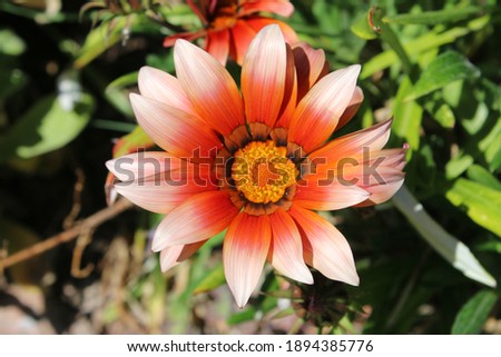 Close up of heads of beautiful Gazania flower in full bloom in organic country garden plant border with shades of orange on petals on lush green leaved plant bush in the early Summer sunshine