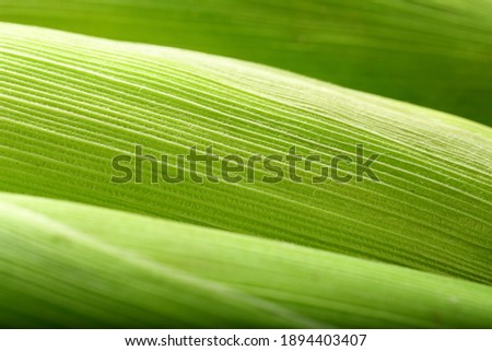 Fresh green young corn cob with skin - abstract backgrounds.