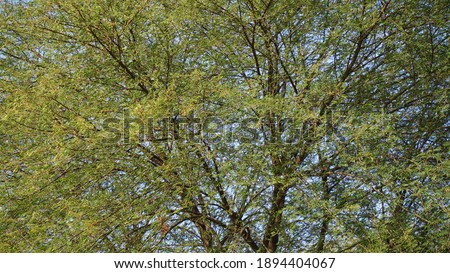 Fresh green leaves of Acacia or Babool tree with black growing branches. Tropical Asian desert plant leaves with greenish pigment.