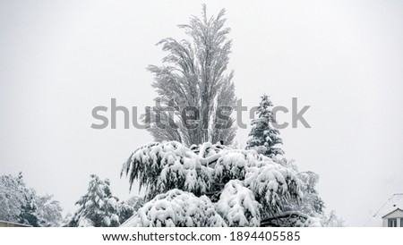 Popular tree and and conifers covered by snow