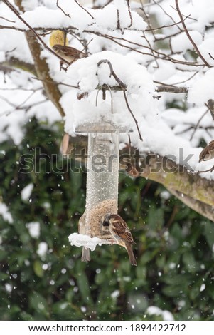 Small bird eating on tree on foot station in snow in winter