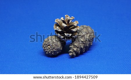 pine cones on a blue background