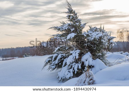 snow-covered spruce on the mountain