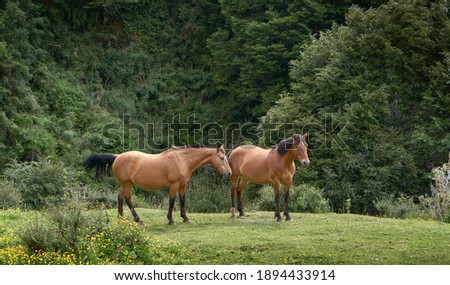 couple of wild horses living free in the middle of nature without human intervention surrounded by forests