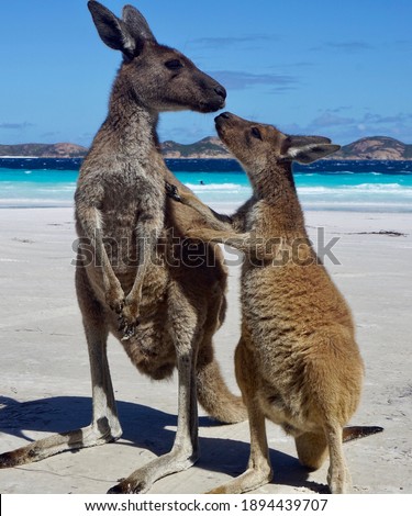                                Baby Kangaroo and Mum at the beach