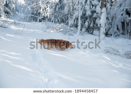Pictures winter snow forest sunny weather dog ginger color breed hovawart