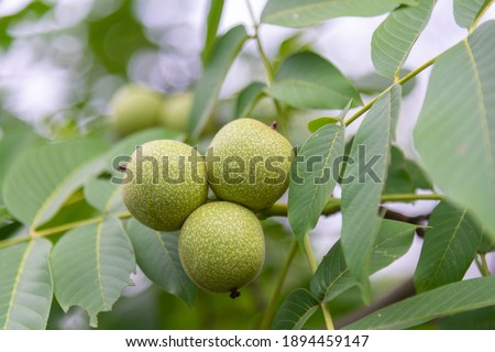 Fresh walnuts on a tree