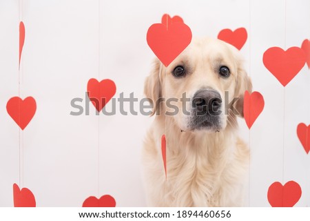Golden retriever for valentine's day. A beautiful dog sits on a white background with red hearts.