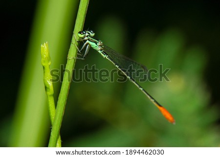 a dragonfly that is stopping on a wooden branch while looking at the camera