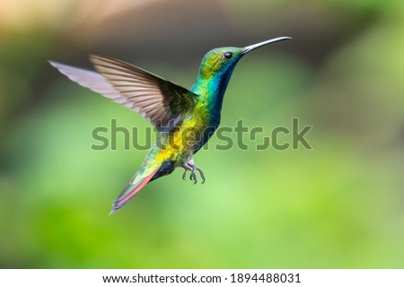 A male Black-throated Mango hummingbird hovering in the air with a green blurred background. 
 Wildlife in nature. Bird in wild.  Royalty-Free Stock Photo #1894488031