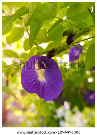 Picture of Asian Pigeon Wings flower with sunlight