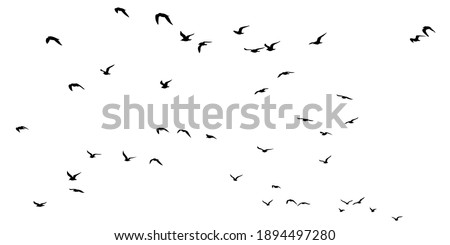 Silhouettes of a flock of seagulls in search of food. Vector illustration Royalty-Free Stock Photo #1894497280