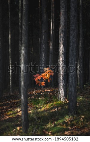 A thicket with tall dark trunks of trees and small orange rowan. Dark landscape with bright color spot and sun glare. Autumn forest, bonfire concept.