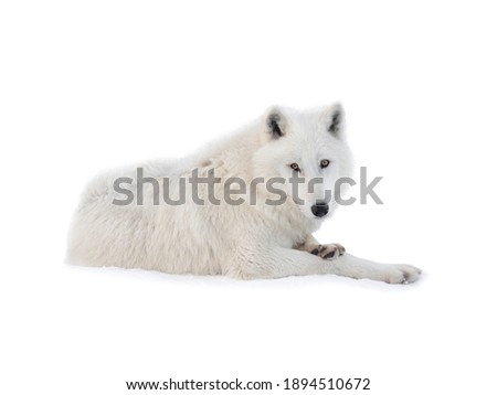 Arctic wolf lies on the snow in winter isolated on white background