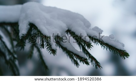 Photography of the spruce branch. Snowy. Concept of the beauty in nature.