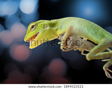 Chameleon on wood with a beautiful and charming background with an editing concept
