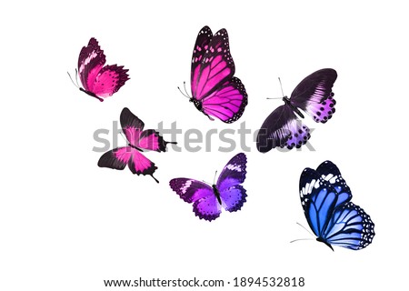 set of flying butterflies isolated on white 