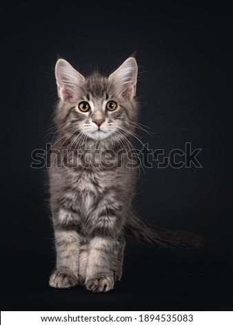 Handsome blue tabby blotched Maine Coon cat kitten, standing facing front. Lokking straight at camera. Isolated on black background.