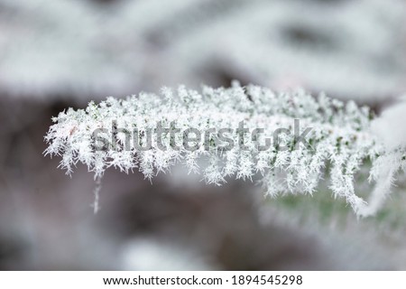 Frost on the branches of coniferous trees. Winter bright background. Branches of fir covered with frost.