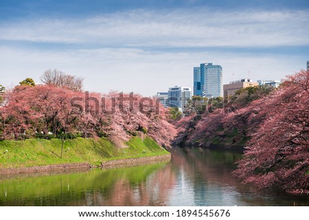 Tokyo, Japan at Chidorigafuchi Imperial Palace moat during the spring season.