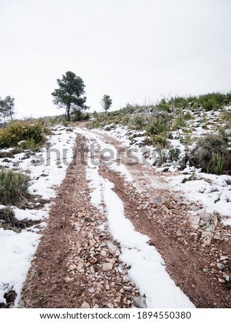 Dirt path with some vegetation and a tree sorrounded by snow during Filomena storm in Alcublas, Valencia, Spain. Royalty-Free Stock Photo #1894550380