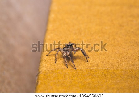 Jumping spider siting on yellow cardboard. Isolated spider stock photo.